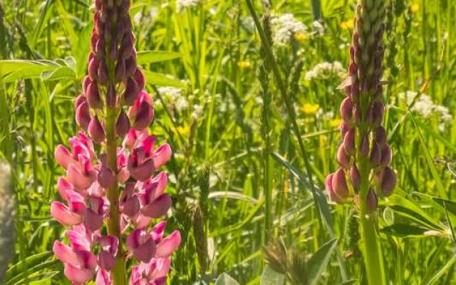 Na Šumavě se za 15 let výrazně rozmnožila invazivní lupina mnoholistá