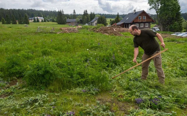 Na Šumavě se za 15 let výrazně rozmnožila invazivní lupina mnoholistá