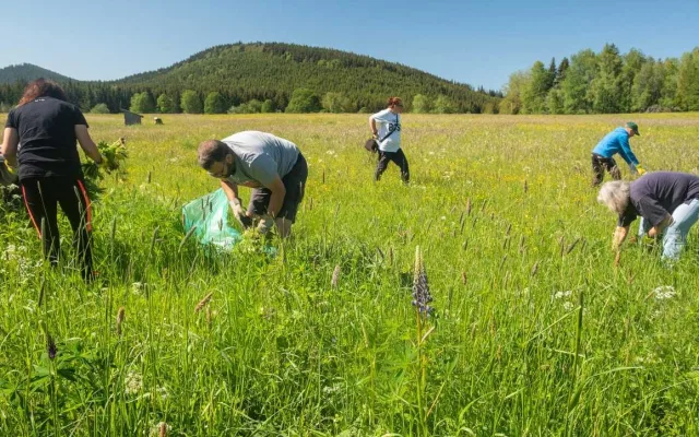 Na Šumavě se za 15 let výrazně rozmnožila invazivní lupina mnoholistá