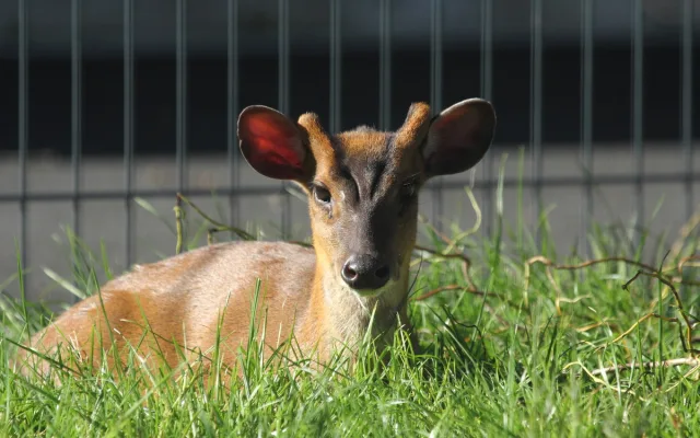 Zoo Hluboká vítá nové přírůstky a slaví chovatelské úspěchy