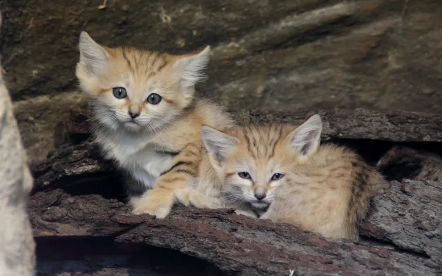 Zoo Hluboká vítá nové přírůstky a slaví chovatelské úspěchy