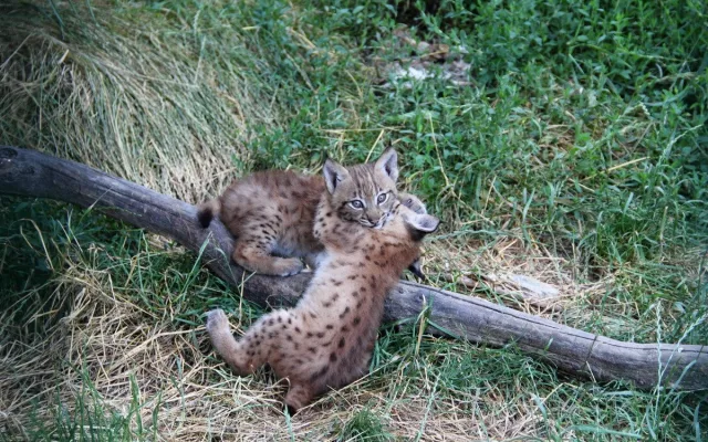 Zoo Hluboká vítá nové přírůstky a slaví chovatelské úspěchy