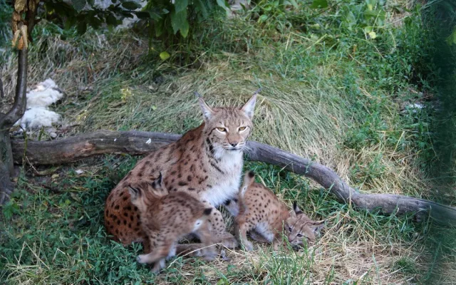 Zoo Hluboká vítá nové přírůstky a slaví chovatelské úspěchy