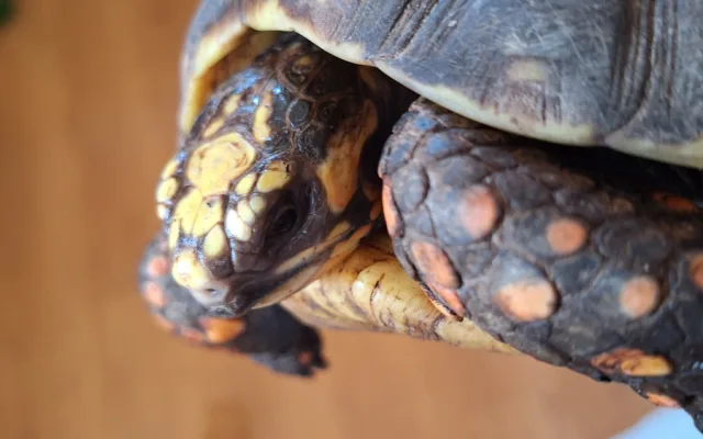 V Táboře mají další želví přírůstky. Zoo plánuje stavět želvárium