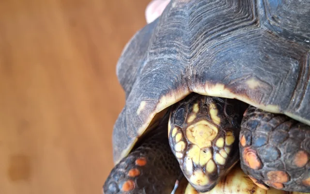 V Táboře mají další želví přírůstky. Zoo plánuje stavět želvárium
