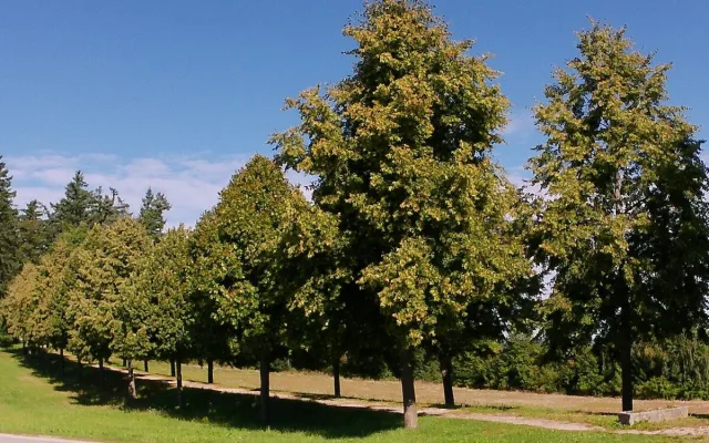 Lipová alej k Hrobce rodu Dalbergů
