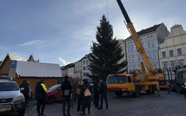 Nový vánoční strom je na místě. Pětadvacetiletá jedle se rozsvítí na konci měsíce