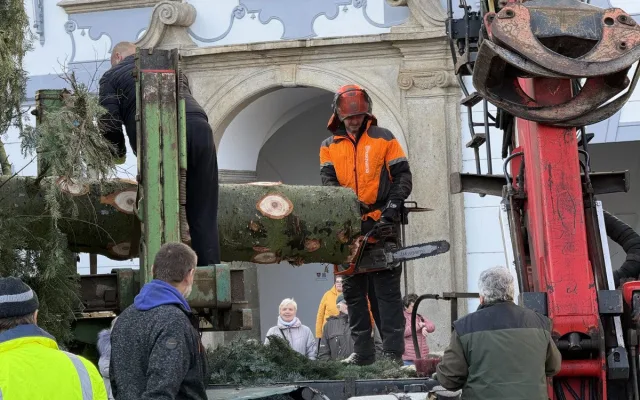 Nový vánoční strom je na místě. Pětadvacetiletá jedle se rozsvítí na konci měsíce