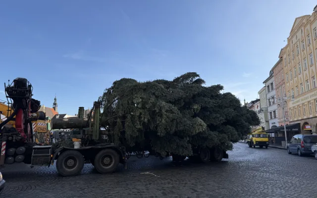 Nový vánoční strom je na místě. Pětadvacetiletá jedle se rozsvítí na konci měsíce