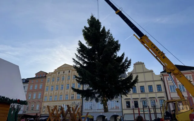 Nový vánoční strom je na místě. Pětadvacetiletá jedle se rozsvítí na konci měsíce