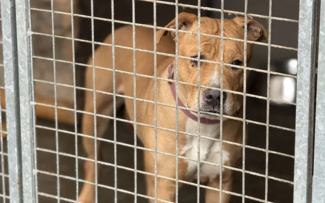 Vánoce v útulku Animal Rescue. Venčení pejsků, opékání buřtů a hromada lásky