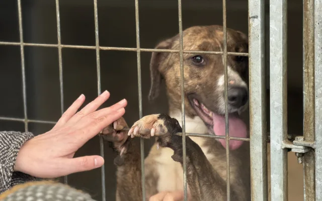 Vánoce v útulku Animal Rescue. Venčení pejsků, opékání buřtů a hromada lásky