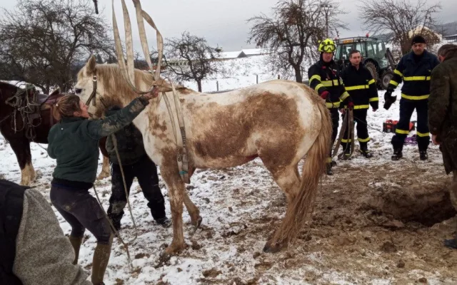 Zvířata v nouzi. Hasiči přes svátky zachraňovali kočky, psa i kobylu