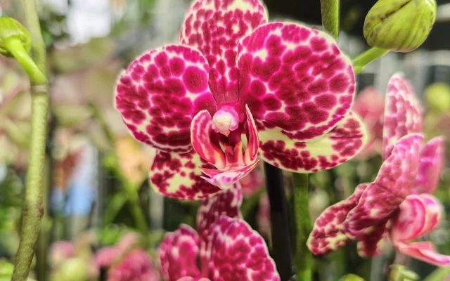 Stovky orchidejí a dalších exotických rostlin zaplnily Jihočeské muzeum
