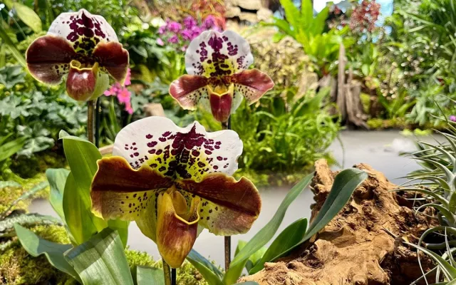 Stovky orchidejí a dalších exotických rostlin zaplnily Jihočeské muzeum