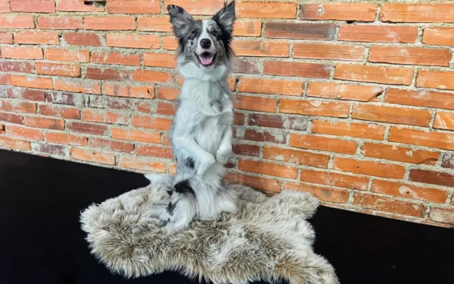 Dog dancing spojuje triky, pohyb a souhru psa s majitelem v rytmu hudby