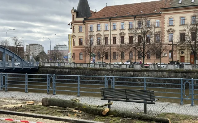 Stromy u Malše padly. Ustupují nové náplavce