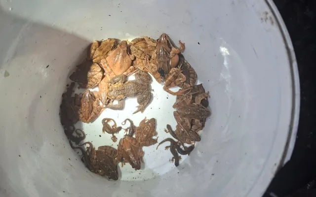 Nebezpečná cesta za láskou. Obojživelníky na Písecku chrání speciální bariéry