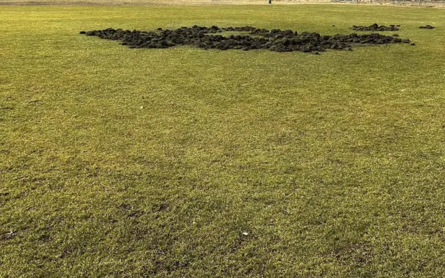 Fotbalové hřiště nebo oraniště? Pažit ve Větřní rozryla divoká prasata