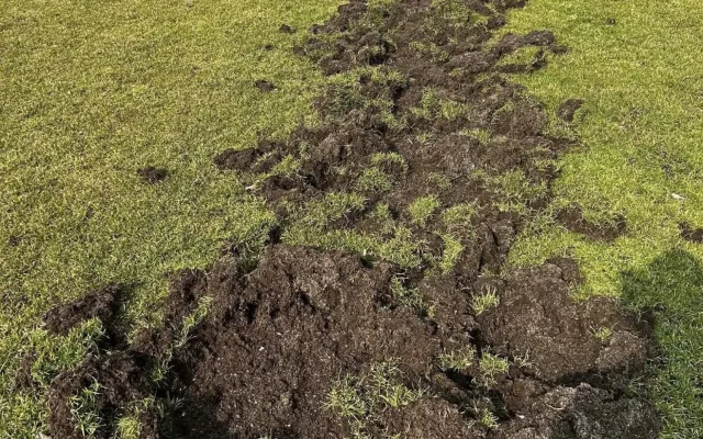 Fotbalové hřiště nebo oraniště? Pažit ve Větřní rozryla divoká prasata