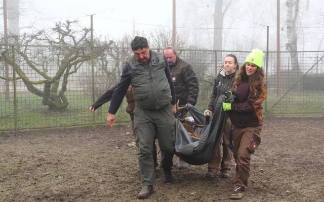 Parohy musely pryč. Jelen sika ze zoo Hluboká míří za novým stádem do Olomouce
