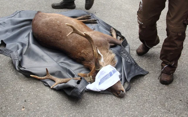 Parohy musely pryč. Jelen sika ze zoo Hluboká míří za novým stádem do Olomouce