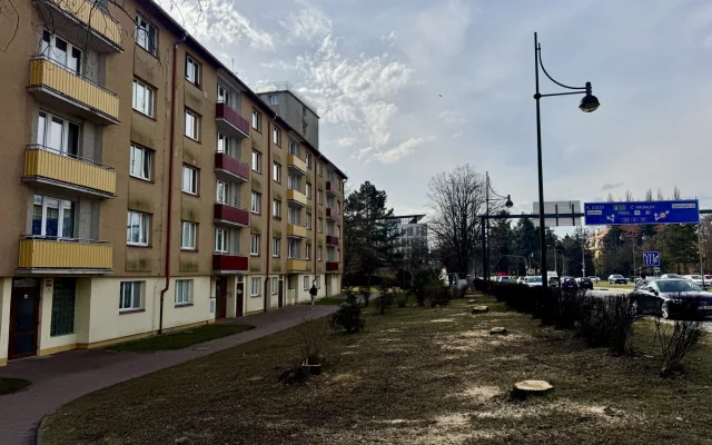 Devět javorů u mostu Kosmonautů šlo k zemi. Stromy ustoupily stavbě nového mostu
