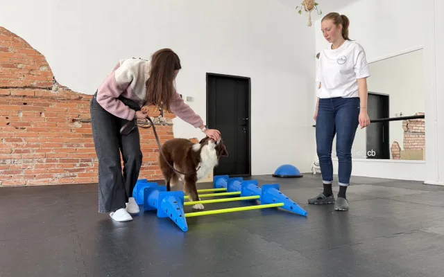 Dog fitness posiluje psí tělo a pomáhá předcházet zraněním