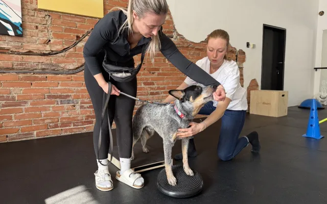 Dog fitness posiluje psí tělo a pomáhá předcházet zraněním