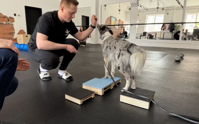 Dog fitness posiluje psí tělo a pomáhá předcházet zraněním