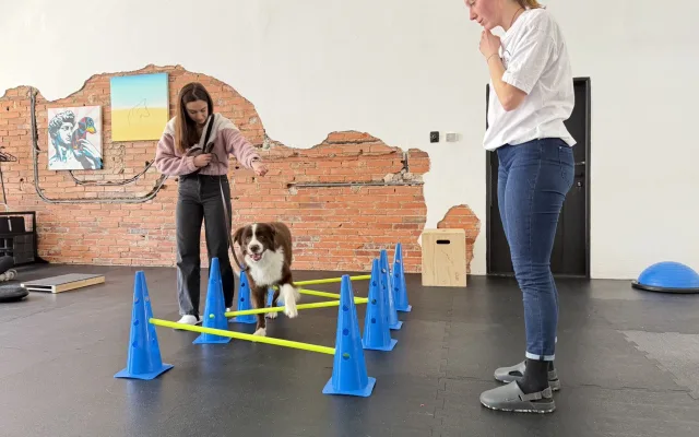 Dog fitness posiluje psí tělo a pomáhá předcházet zraněním