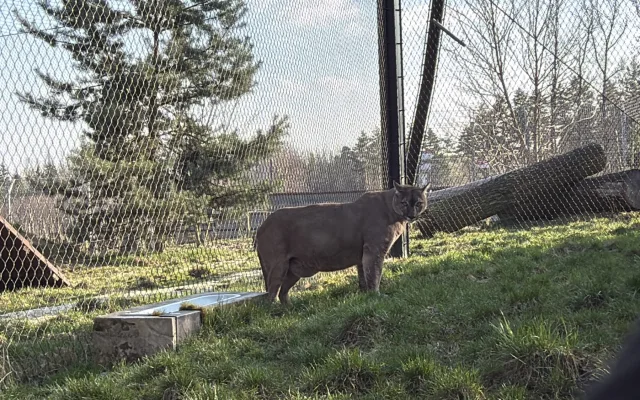 Hlasitý řev šelem upozornil na nelegální chov v rodinném domě