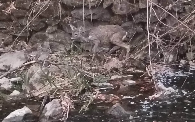 Srna uvízla ve splavu a začala se topit. Hasiči ji během pár minut zachránili