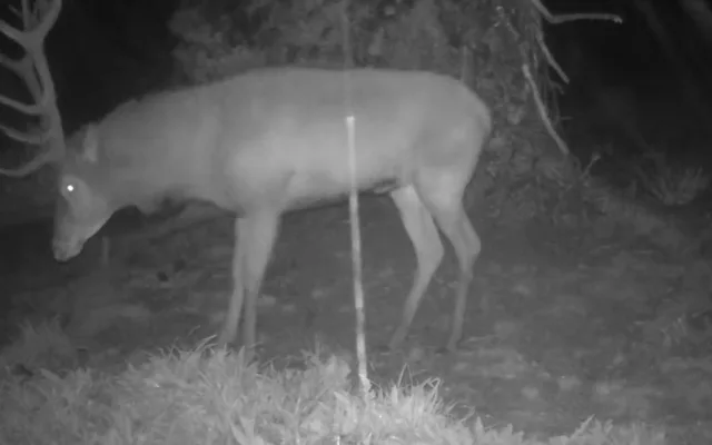 Vyvrácený smrk přilákal nejen vlka, rysa, tetřeva a jeleny. Úchvatné záběry ze Šumavy