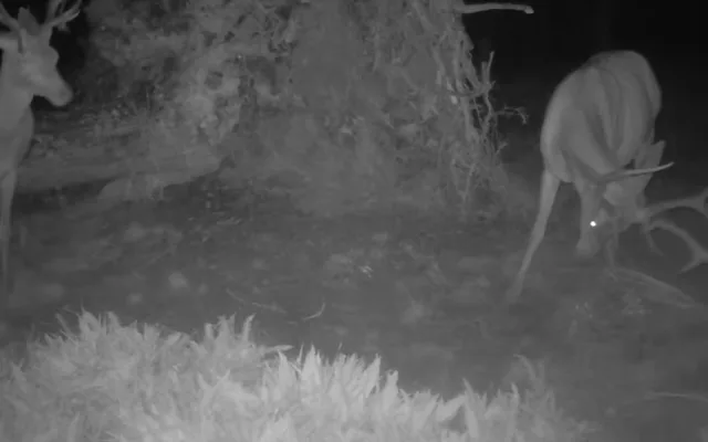 Vyvrácený smrk přilákal nejen vlka, rysa, tetřeva a jeleny. Úchvatné záběry ze Šumavy