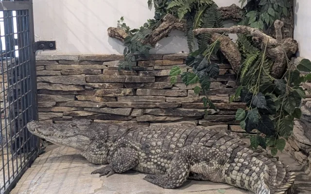 V Zoo Dvorec přibyl téměř čtyřmetrový krokodýl. Samice dorazila od Karlose Vémoly