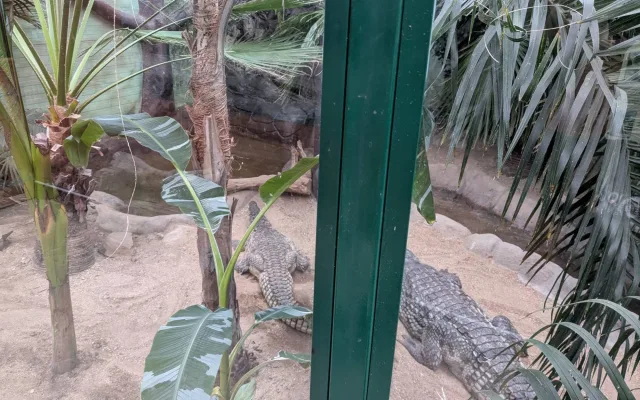 V Zoo Dvorec přibyl téměř čtyřmetrový krokodýl. Samice dorazila od Karlose Vémoly