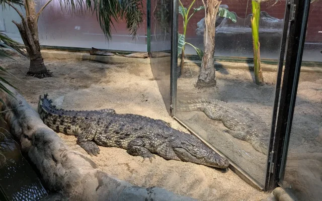 V Zoo Dvorec přibyl téměř čtyřmetrový krokodýl. Samice dorazila od Karlose Vémoly