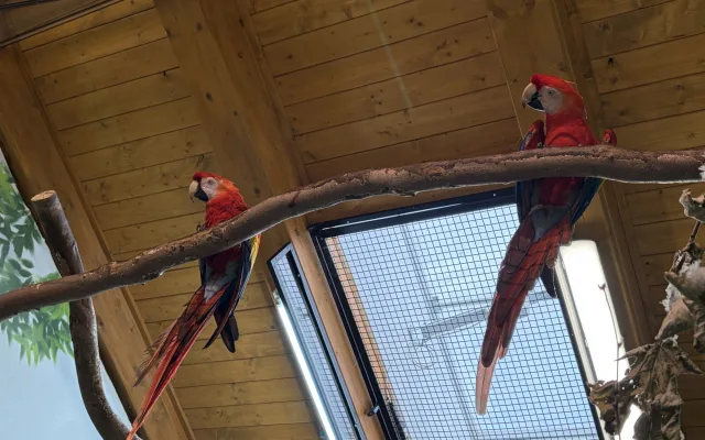 Do táborské zoo přiletěl vzácný papoušek. Spolu se samičkou má utvořit chovný pár