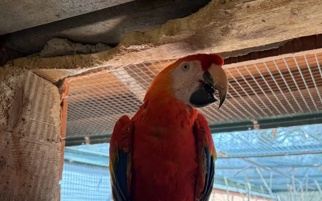 Do táborské zoo přiletěl vzácný papoušek. Spolu se samičkou má utvořit chovný pár