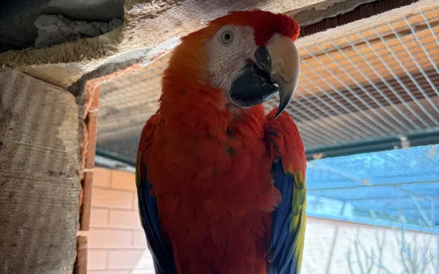 Do táborské zoo přiletěl vzácný papoušek. Spolu se samičkou má utvořit chovný pár