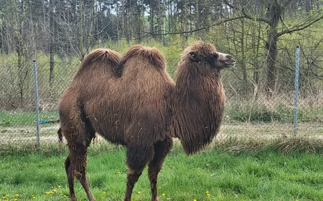 Frída už nebude sama. Do táborské zoo přicestovala nová velbloudice z Dánska