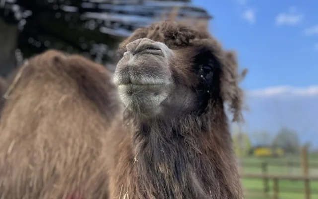 Frída už nebude sama. Do táborské zoo přicestovala nová velbloudice z Dánska