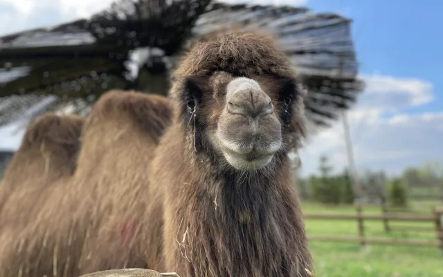 Frída už nebude sama. Do táborské zoo přicestovala nová velbloudice z Dánska
