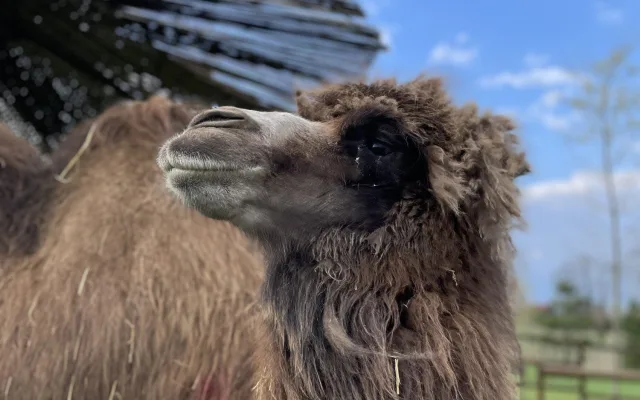Frída už nebude sama. Do táborské zoo přicestovala nová velbloudice z Dánska
