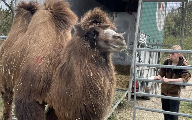 Frída už nebude sama. Do táborské zoo přicestovala nová velbloudice z Dánska