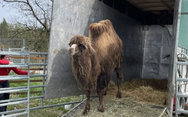 Frída už nebude sama. Do táborské zoo přicestovala nová velbloudice z Dánska