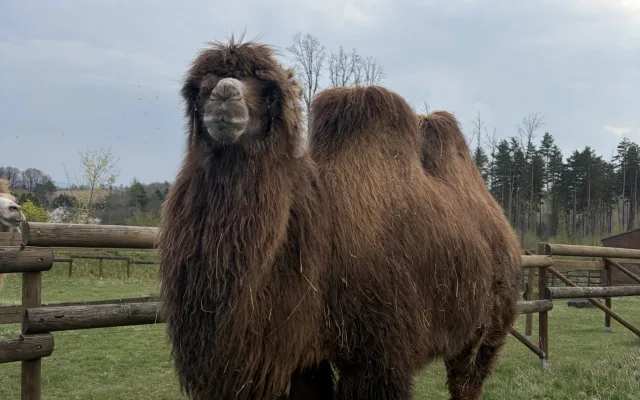 Frída už nebude sama. Do táborské zoo přicestovala nová velbloudice z Dánska