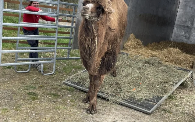 Frída už nebude sama. Do táborské zoo přicestovala nová velbloudice z Dánska