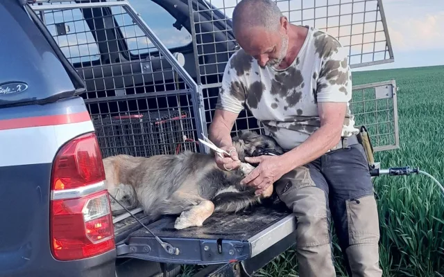 Uvázali psa u stromu a odešli. Roční zvíře našli v lese u Kaplice ve stresu a zanedbané